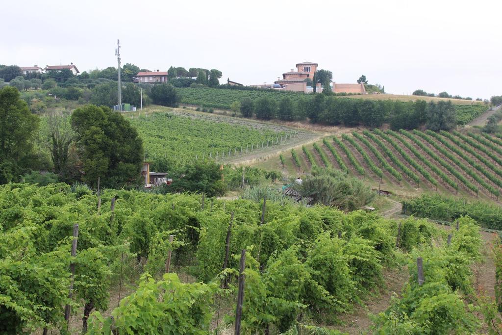 Agriturismo 7 Colonne Villa Bertinoro Eksteriør billede